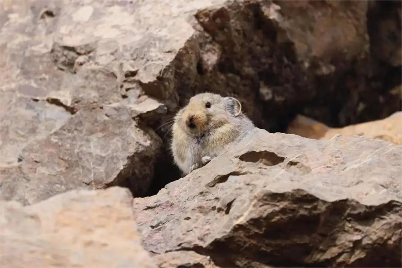 Ningxia : un pika réappara?t dans le Parc forestier national du mont Helan après 6 ans