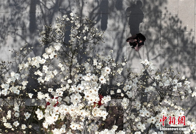 Zhejiang : un magnolia Yulan agé de 500 ans fleurit pour accueillir les visiteurs à Hangzhou