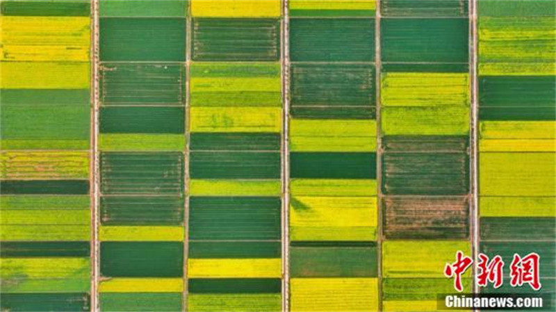 Hubei : à Dangyang, mille mu de champs de colza ressemblent à une peinture à l'huile