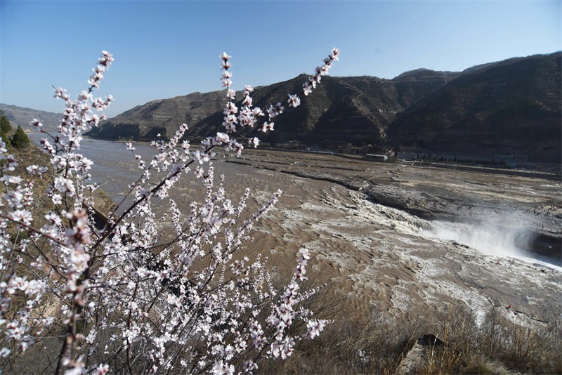 Shanxi : la cascade de Hukou du fleuve Jaune conna?t une ? crue des fleurs de pêcher ? dans le comté de Ji'xian
