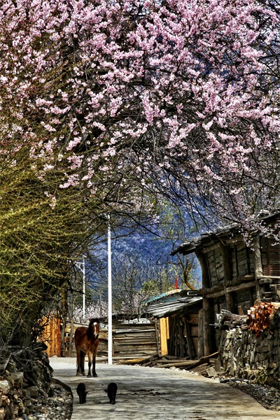 Infographies : le 3e Festival chinois de la photographie et de la vidéo en ligne au Tibet