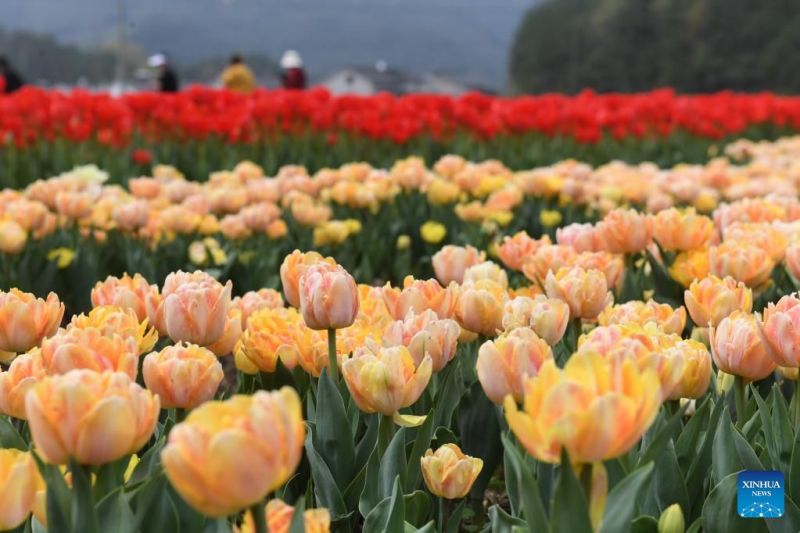 Zhejiang : les tulipes font fleurir l'économie rurale à Jinhua