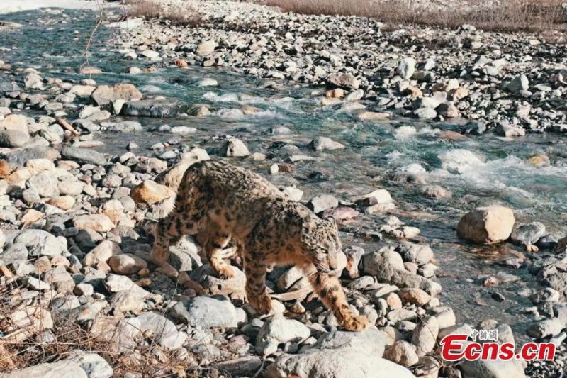 Gansu : un léopard des neiges photographié dans les monts Qilian à Zhangye