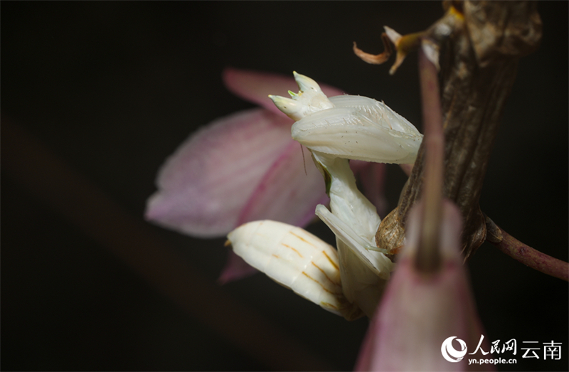Yunnan : la mante religieuse orchidée photographiée pour la première fois dans le comté de Ning'er
