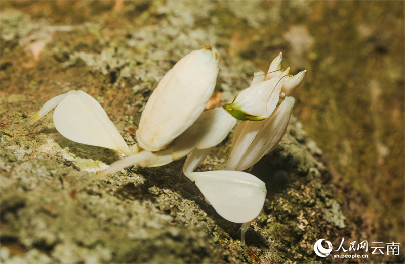Yunnan : la mante religieuse orchidée photographiée pour la première fois dans le comté de Ning'er