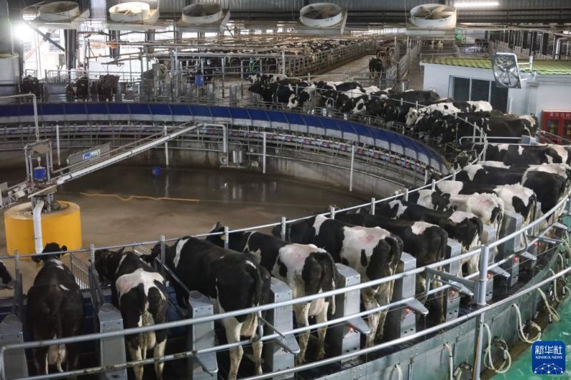 Gansu : l'intelligence artificielle dans une ferme?laitière?à Wuwei