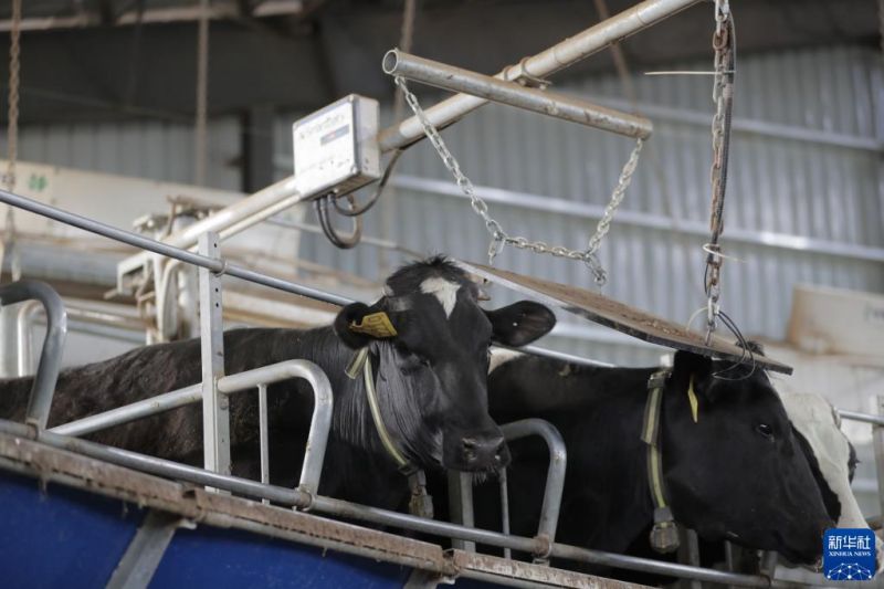 Gansu : l'intelligence artificielle dans une ferme?laitière?à Wuwei