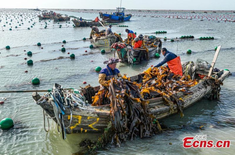 Shandong : des pêcheurs s'affairent à la récolte d'algues