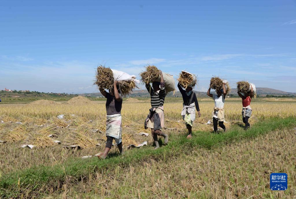 Le riz hybride chinois pousse à Madagascar