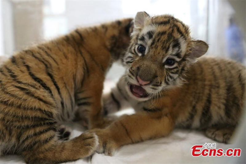Des bébés quintuplés de tigre vont rencontrer le public à Chongqing