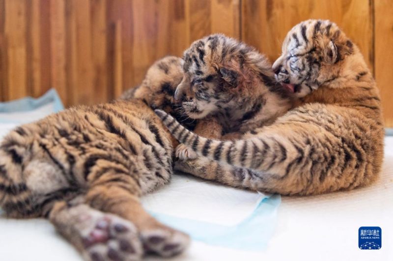 Heilongjiang : les tigres entrent dans leur période de reproduction au parc des tigres de Sibérie