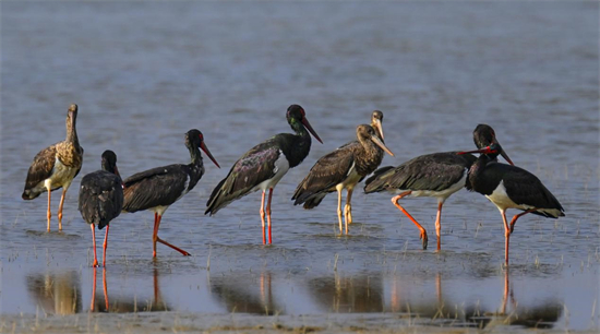 Le 18 février 2023, des cigognes noires, oiseaux rares protégés, sont aper?us dans la ville de Mengzi de la préfecture autonome Hani et Yi de Honghe de la province du Yunnan (sud-ouest de la Chine). (Lu Zhong/Pic.people.com.cn)