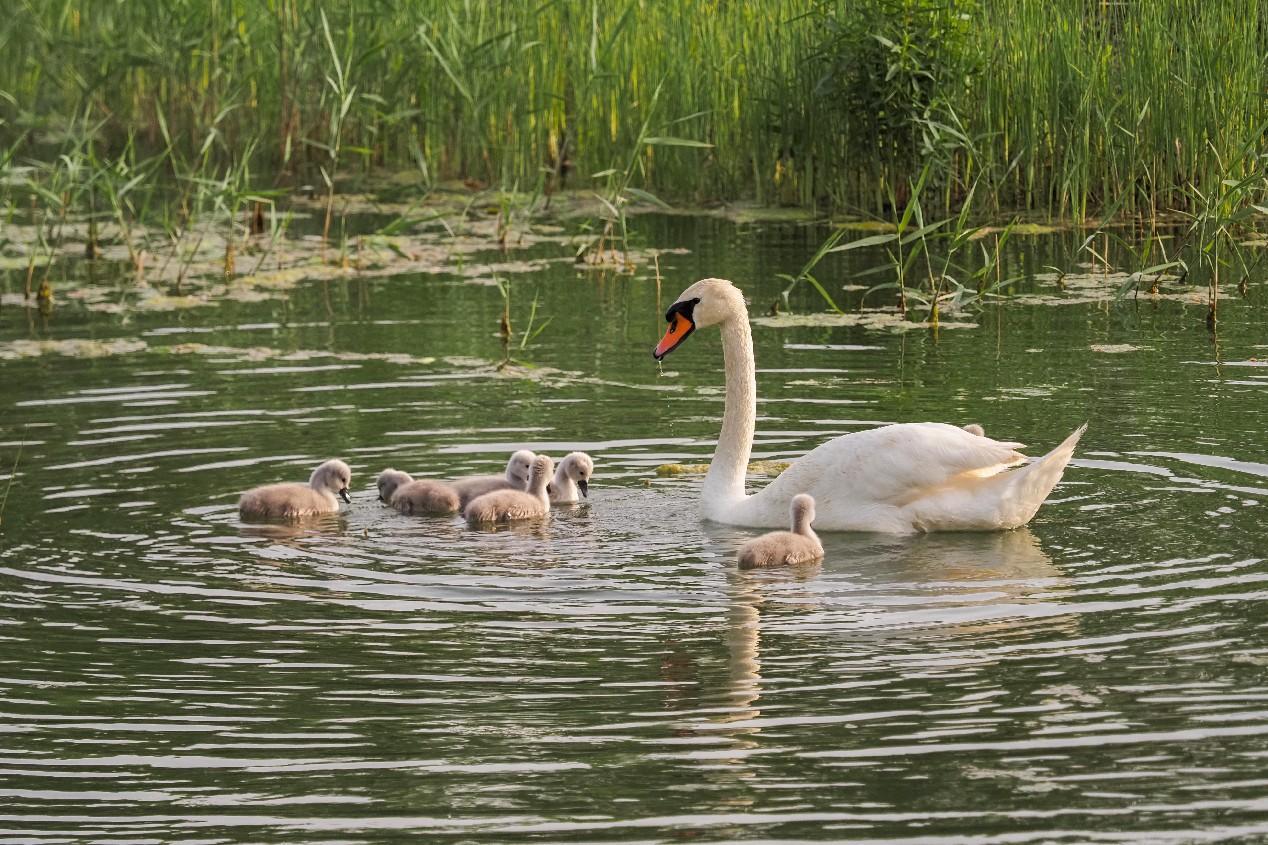 La Chine va écrire de nouvelles histoires sur l'harmonie entre l'humanité et la nature