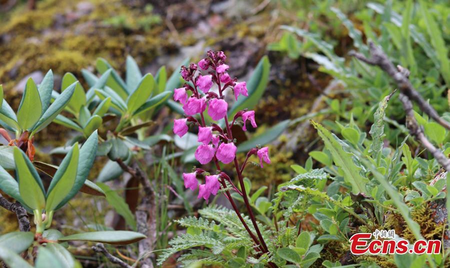 Sichuan : découverte de cinq nouvelles espèces de plantes