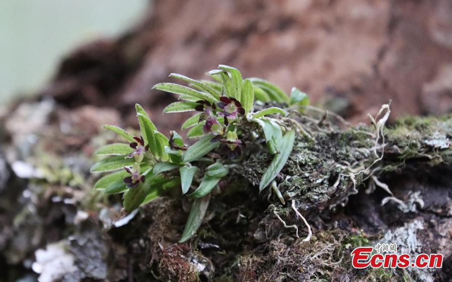 Sichuan : découverte de cinq nouvelles espèces de plantes