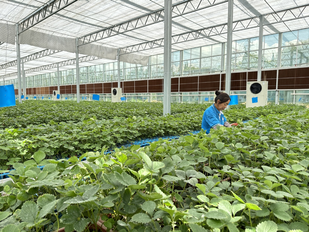 Une agricultrice s'occupe des jeunes plants dans une serre à Dawang dans le comté de Guanrao. (Zhao Ruixue/chinadaily.com.cn)