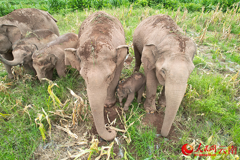 Un éléphanteau est né dans la province du Yunnan