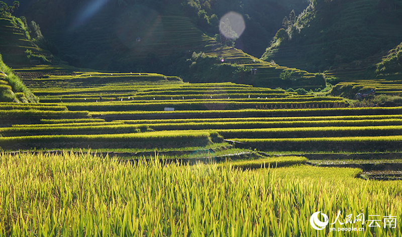 Yunnan : aussi beau qu'un tableau?! Le parfum du riz, témoin de la récolte de centaines d'hectares de terrasses à Luchun