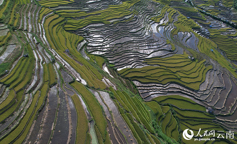 Yunnan : aussi beau qu'un tableau?! Le parfum du riz, témoin de la récolte de centaines d'hectares de terrasses à Luchun