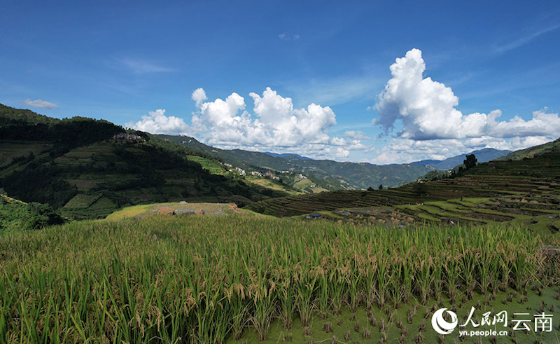 Yunnan : aussi beau qu'un tableau?! Le parfum du riz, témoin de la récolte de centaines d'hectares de terrasses à Luchun