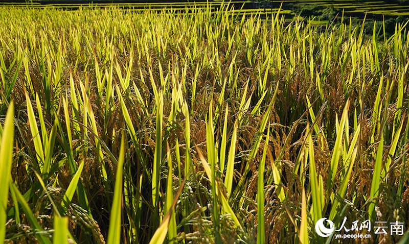 Yunnan : aussi beau qu'un tableau?! Le parfum du riz, témoin de la récolte de centaines d'hectares de terrasses à Luchun