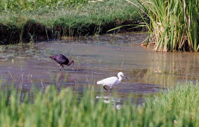 Longtemps considéré comme éteint en Chine, un ibis falcinelle repéré pour la première fois dans le sud-ouest de la Chine, à Chongqing