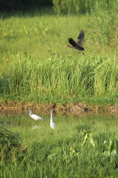 Longtemps considéré comme éteint en Chine, un ibis falcinelle repéré pour la première fois dans le sud-ouest de la Chine, à Chongqing
