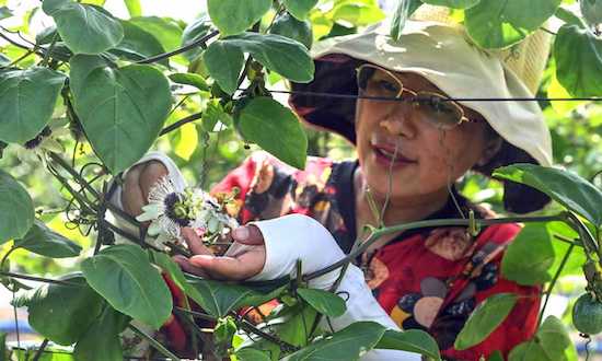Une employée contr?le les fleurs de fruits de la passion dans une plantation à Qinzhou. [Photo/Xinhua]