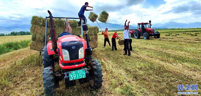 La récolte de sainfoins s'annonce très prometteuse au Xinjiang