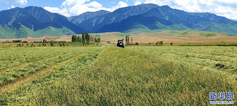 La récolte de sainfoins s'annonce très prometteuse au Xinjiang