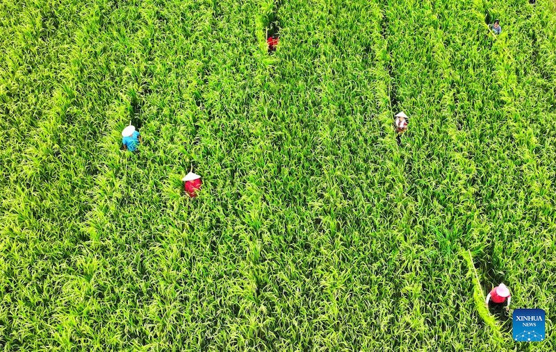 Le comté de Cengong, producteur de riz incontournable en Chine