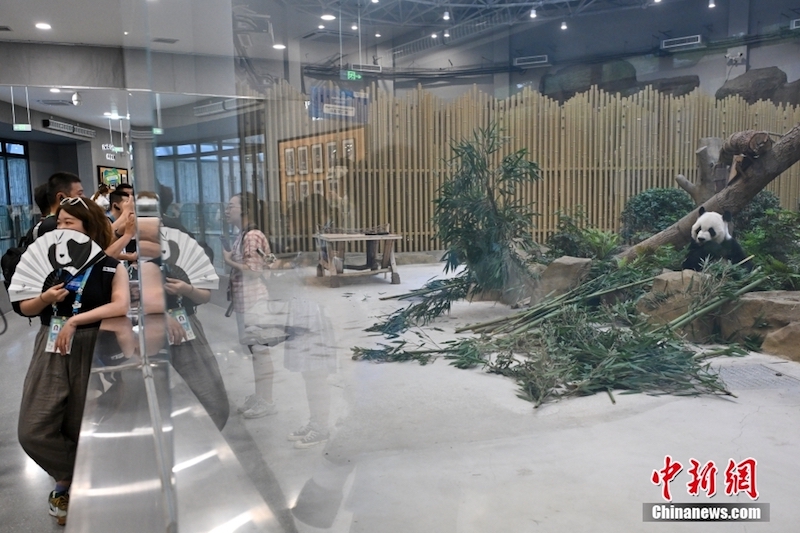 Sichuan : des athlètes des Universiades visitent la Base de recherche sur la reproduction du panda géant de Chengdu