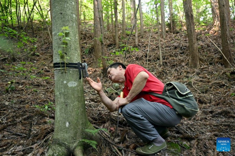 Anhui : un couple de gardes forestiers dévoué à la protection de la réserve naturelle de Tianma