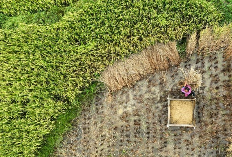 Un aper?u de l'agriculture d'automne en Chine