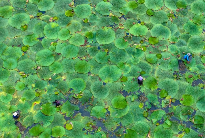 Un aper?u de l'agriculture d'automne en Chine