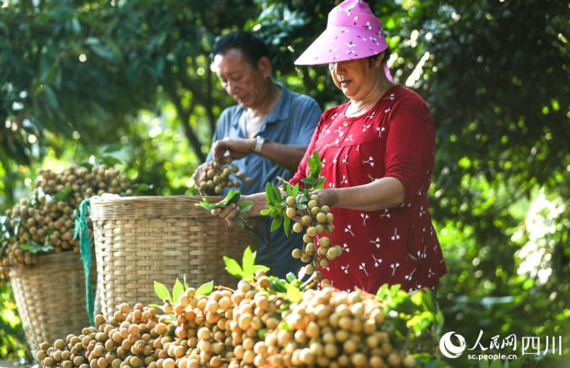 Sichuan : une riche récolte de longanes s'annonce pour les fruiticulteurs de Luzhou