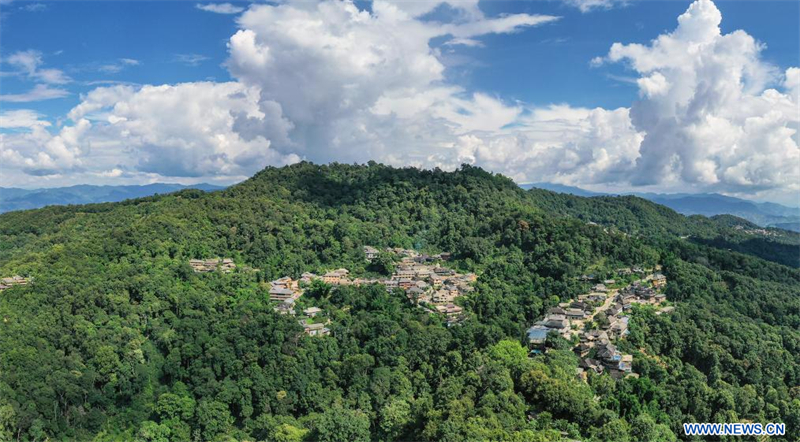 Les forêts anciennes de théiers à Pu'er en Chine classées au patrimoine mondial