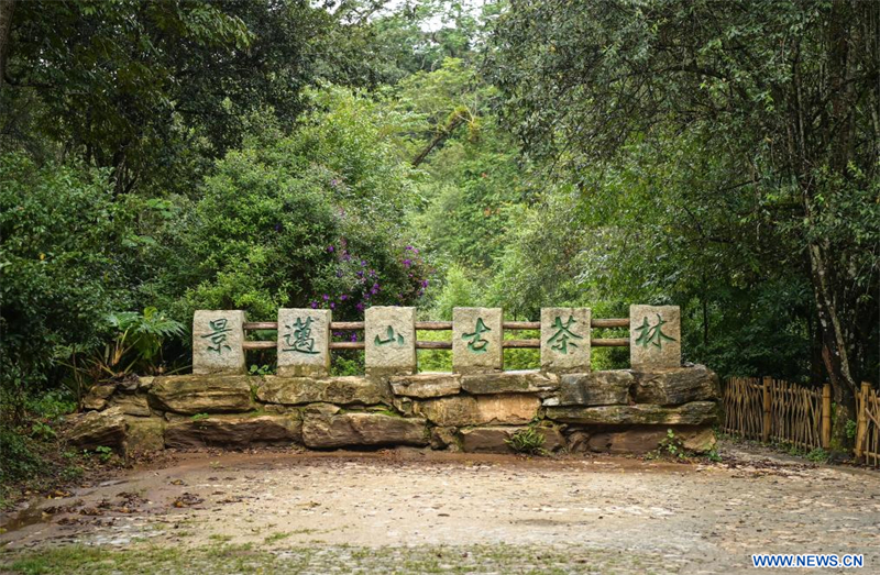 Les forêts anciennes de théiers à Pu'er en Chine classées au patrimoine mondial
