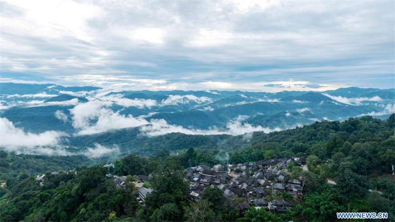 Les forêts anciennes de théiers à Pu'er en Chine classées au patrimoine mondial