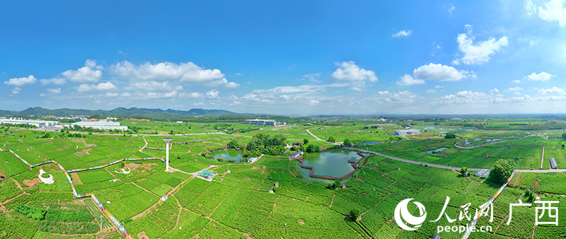 L'industrie du jasmin encourage la revitalisation rurale au Guangxi