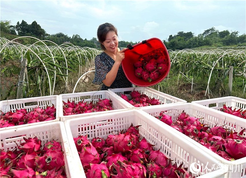 Sichuan : des visages souriants d'une récolte abondante fleurissent dans la campagne à Renshou