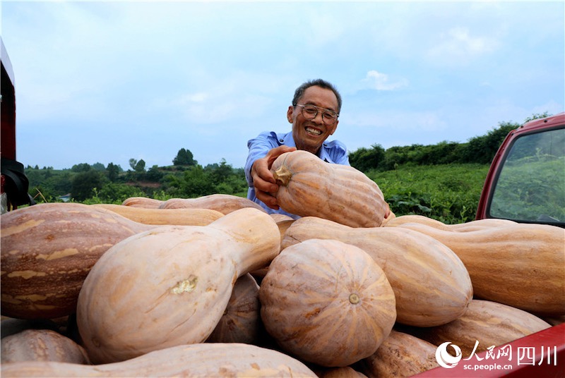 Sichuan : des visages souriants d'une récolte abondante fleurissent dans la campagne à Renshou