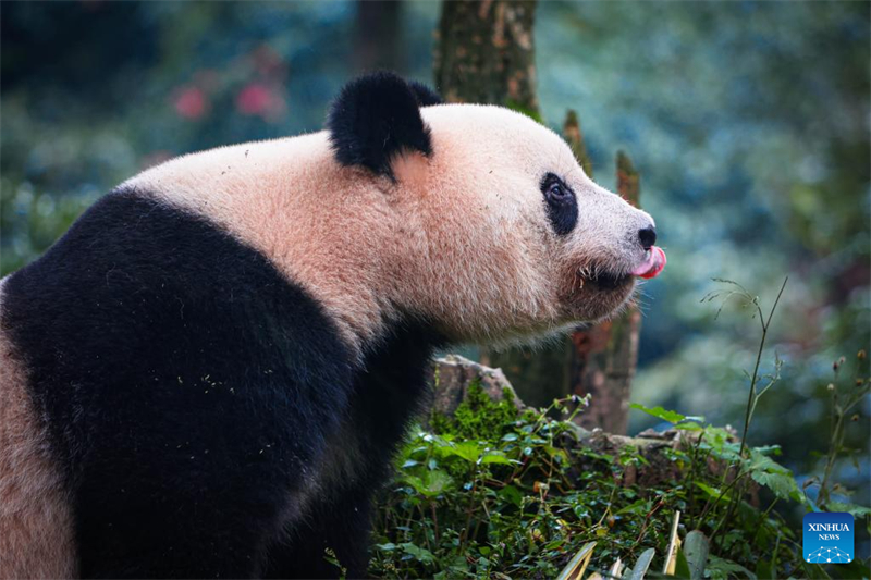 Sichuan : le panda géant Xiang Xiang présenté au public à Ya'an