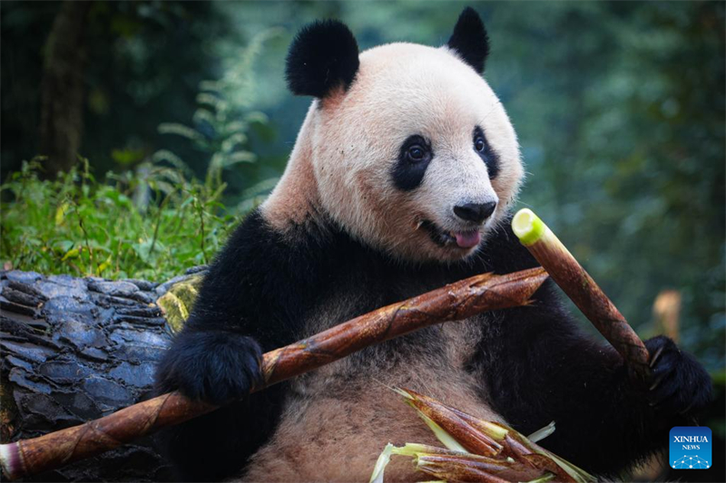 Sichuan : le panda géant Xiang Xiang présenté au public à Ya'an