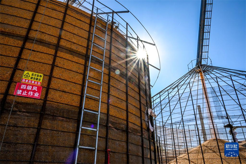 Mongolie intérieure : ? la banque de céréales ? de Tongliao en pleine collecte des céréales