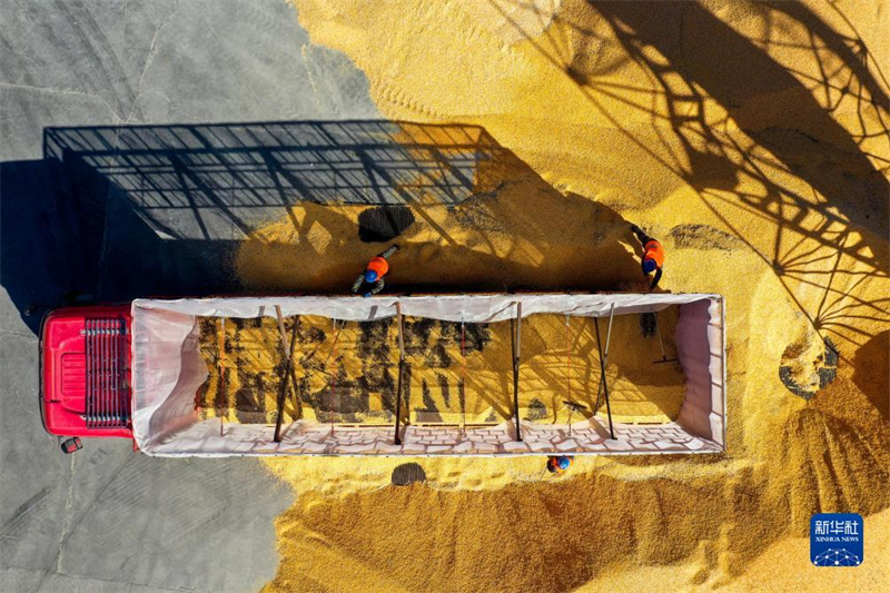 Mongolie intérieure : ? la banque de céréales ? de Tongliao en pleine collecte des céréales