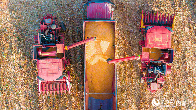 Mongolie intérieure : le ma?s entre dans la saison de récolte à Togtoh