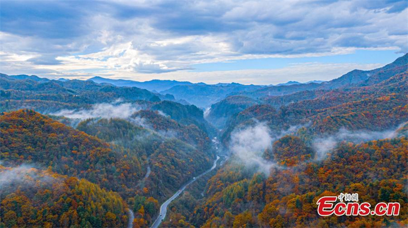 Hubei : les couleurs de l'automne enflamment le Parc national de Shengnongjia