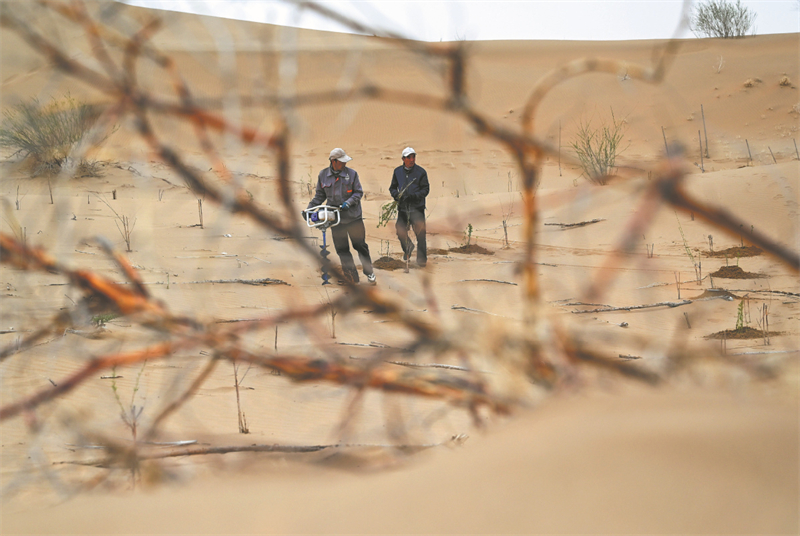 Mongolie intérieure : comment la plantation d'arbres empêche le désert de s'étendre