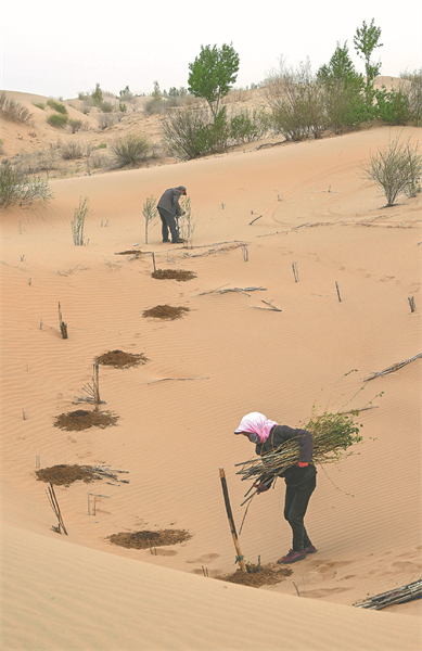 Mongolie intérieure : comment la plantation d'arbres empêche le désert de s'étendre